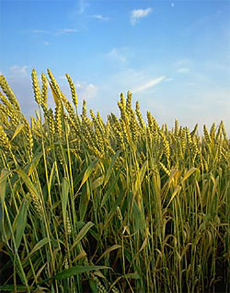 BIO-Teigwaren